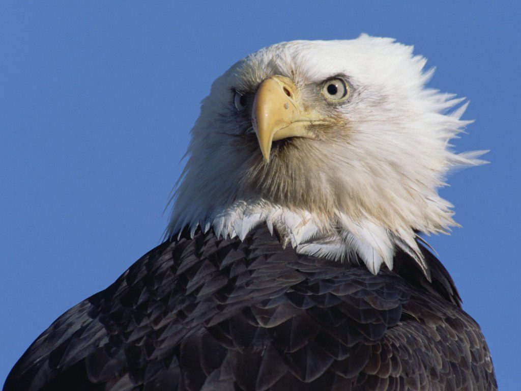 Mighty American Eagle