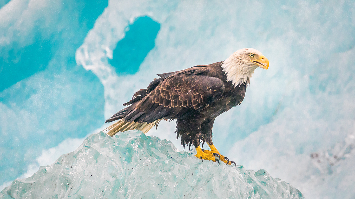Eagle On Iceberg
