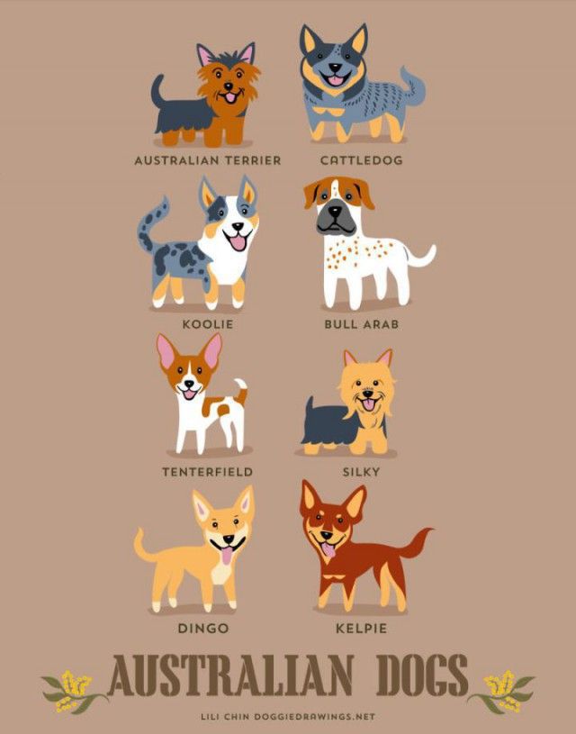 a_guide_to_which_nationality_your_dog_really_comes_from_640_high_05