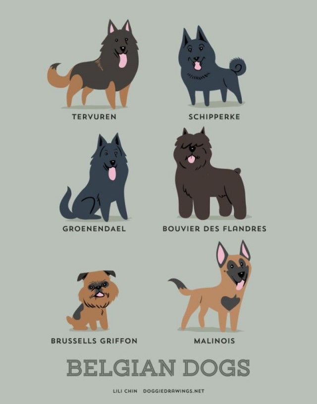 a_guide_to_which_nationality_your_dog_really_comes_from_640_high_06