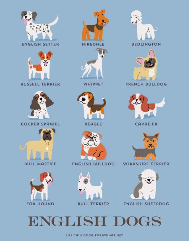 a_guide_to_which_nationality_your_dog_really_comes_from_640_high_07