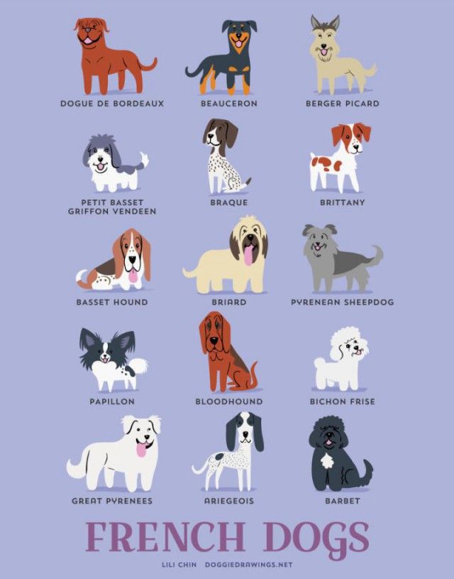 a_guide_to_which_nationality_your_dog_really_comes_from_640_high_08