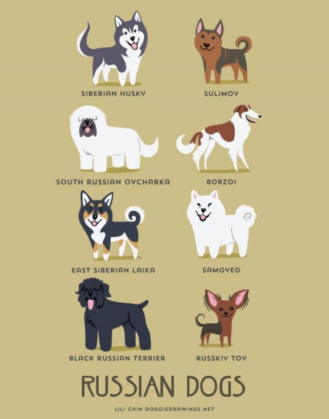 a_guide_to_which_nationality_your_dog_really_comes_from_640_high_11