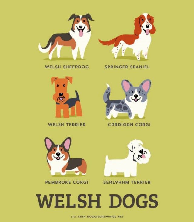 a_guide_to_which_nationality_your_dog_really_comes_from_640_high_14