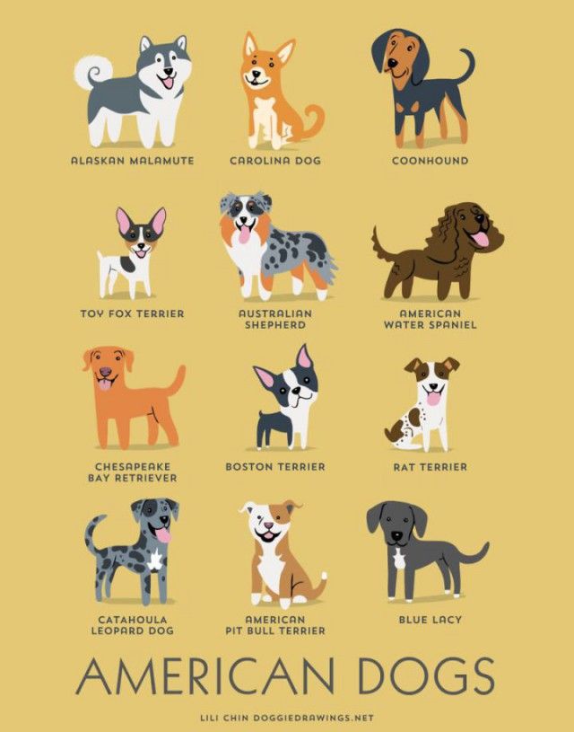 a_guide_to_which_nationality_your_dog_really_comes_from_640_high_15