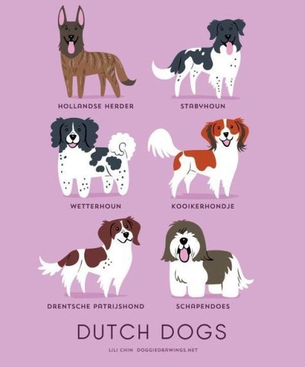 a_guide_to_which_nationality_your_dog_really_comes_from_640_high_17