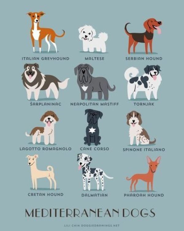 a_guide_to_which_nationality_your_dog_really_comes_from_640_high_18