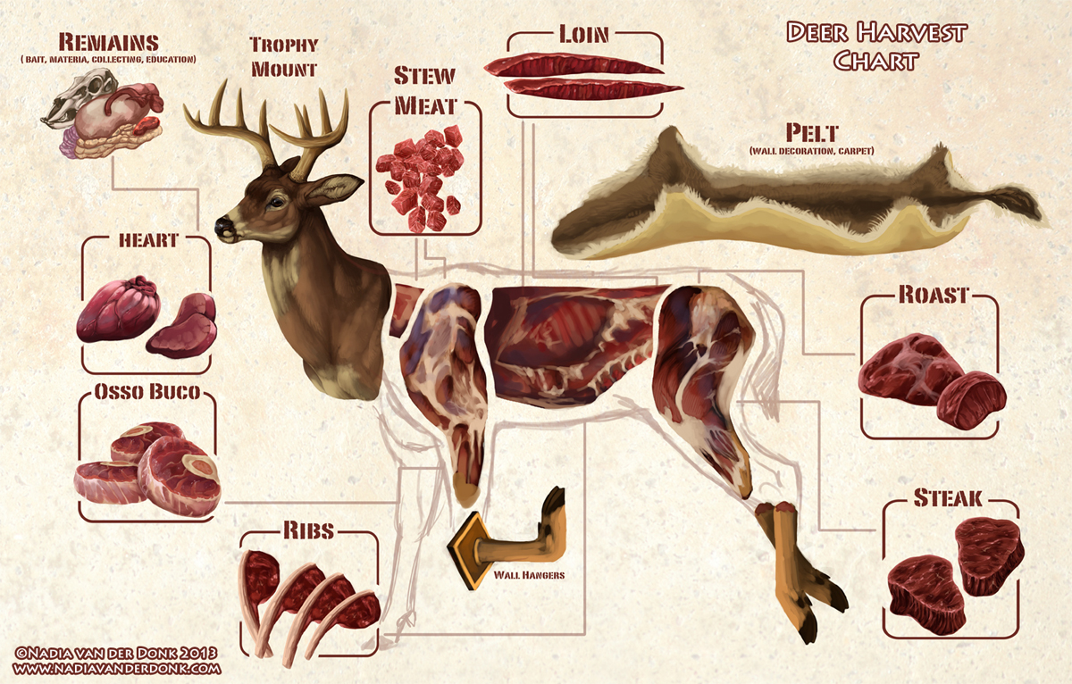 How-To-Butcher-A-Deer.jpg