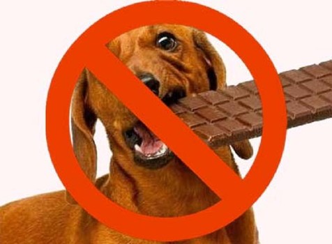 Why Is Chocolate Bad For Dogs