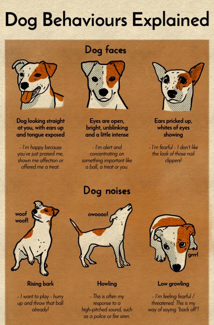 Dog Behaviors Explained - Common Sense Evaluation