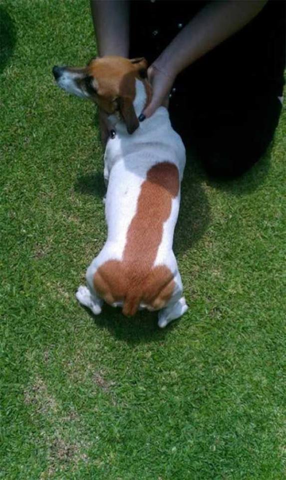 Picture Of The Day: Anthony Weiner's Dog