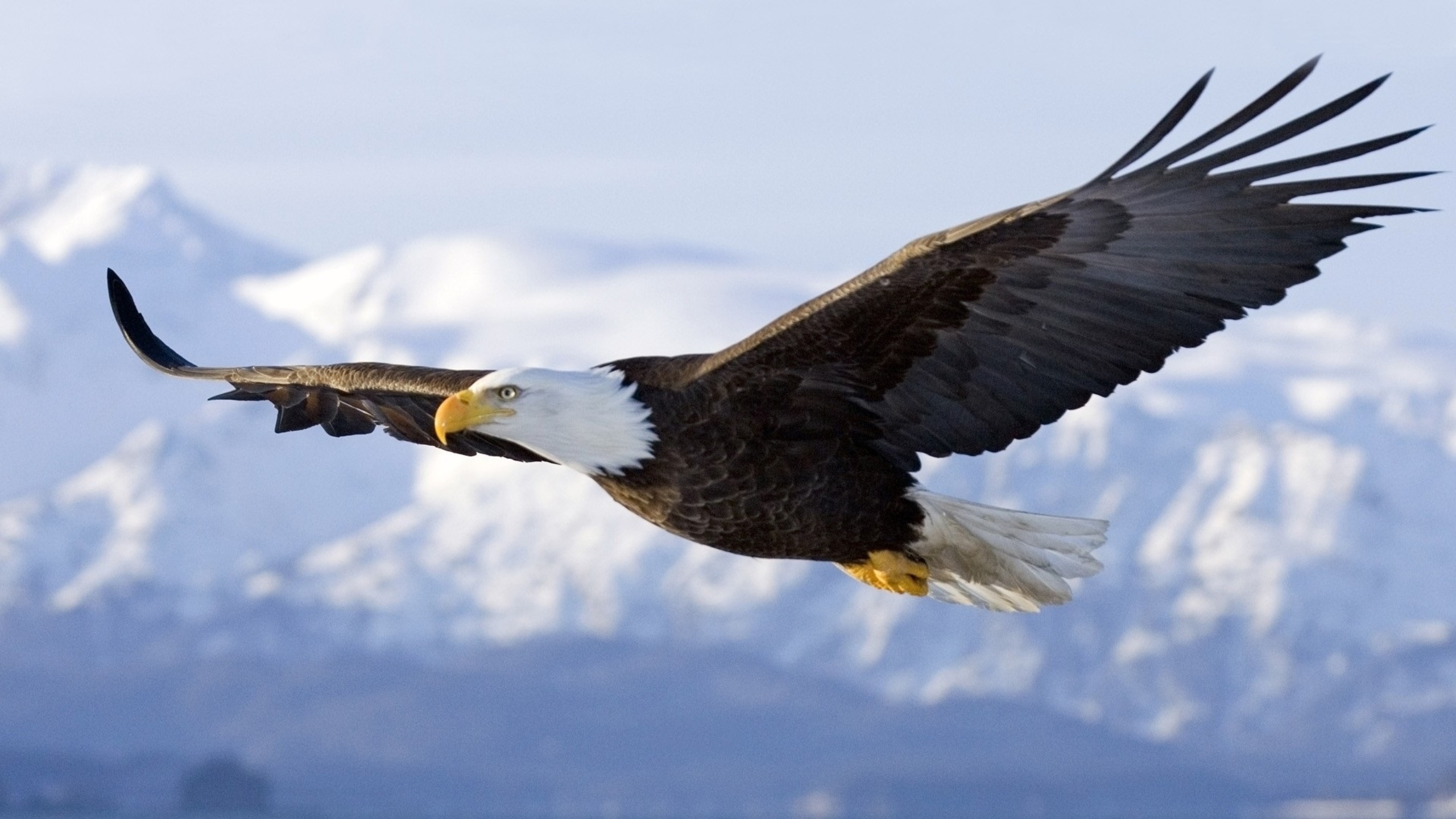 Wallpaper Of The Day American Eagle In Flight Common Sense Evaluation