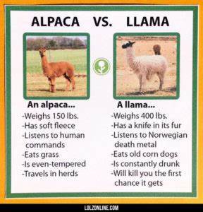 Alpaca vs. Llama