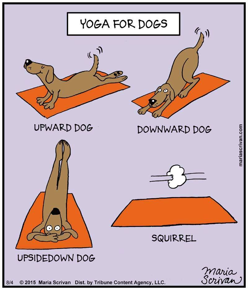 Cartoon Of The Day: Dog Yoga