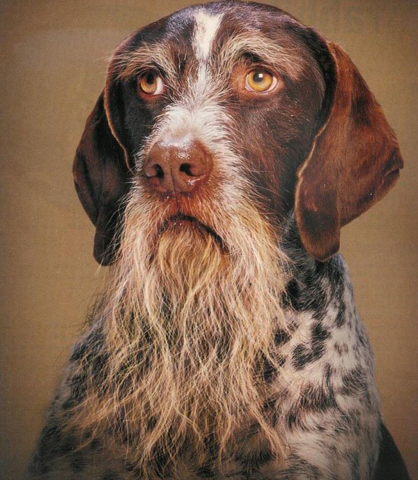 Picture Of The Day: Duck Dynasty Dog