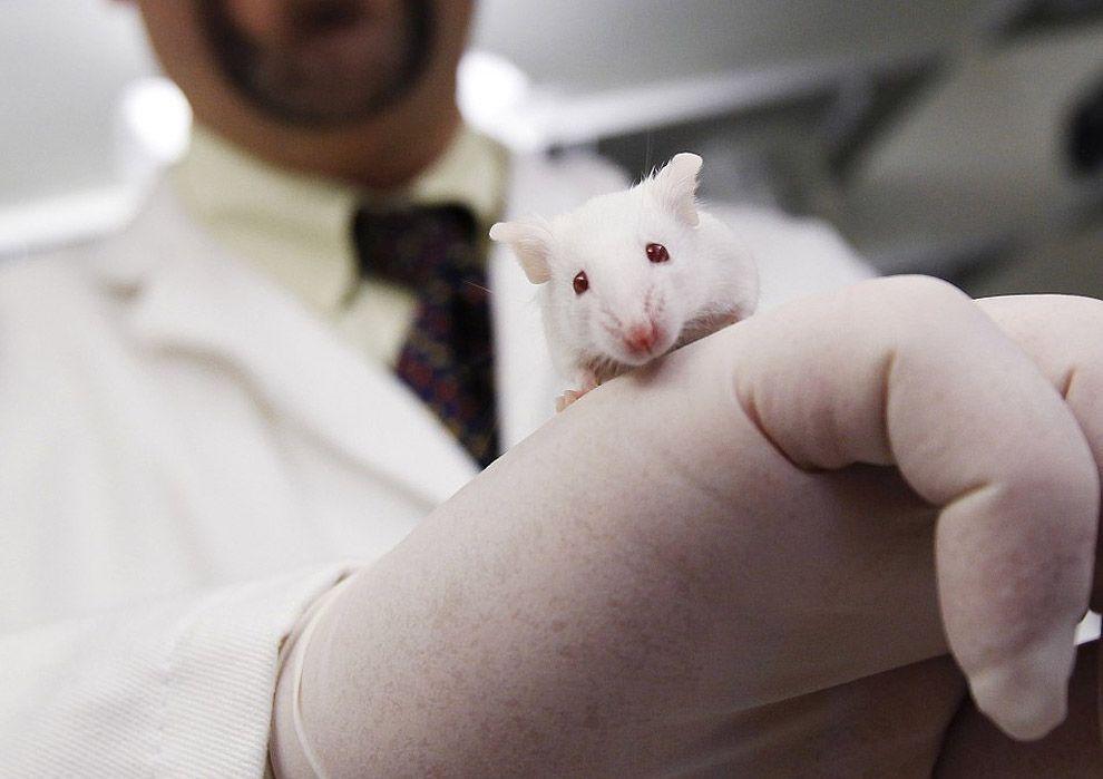 Scientists Successfully Reverse Alzheimer’s Disease In Mice
