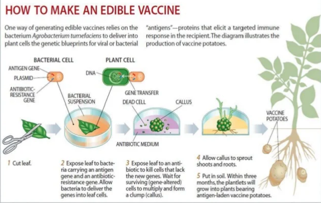 How To Make An Edible Vaccine